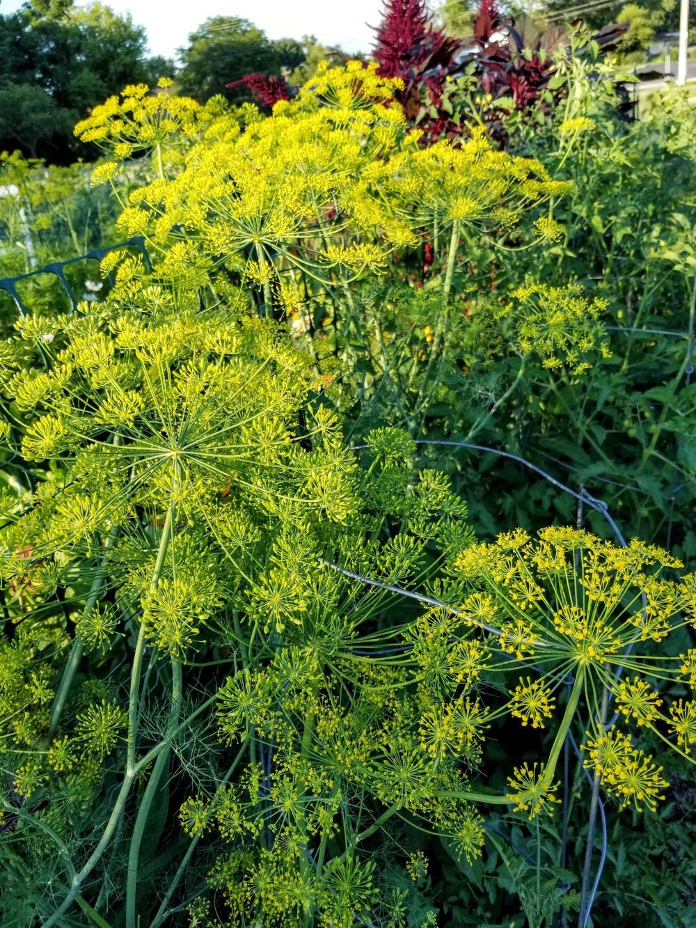 Photo of Dill (Anethum graveolens 'Bouquet') uploaded by dnrevel
