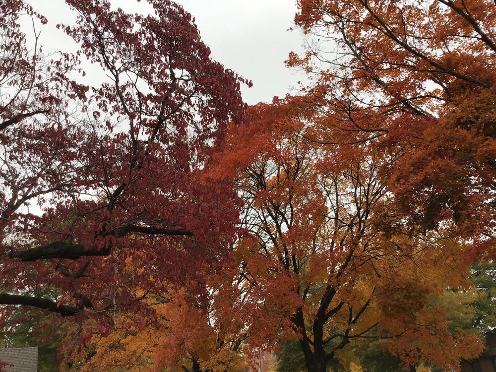 Photo of Maple (Acer) uploaded by gardenfish