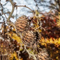 Location: Hidden Lake Gardens, Tipton, Michigan
Date: 2020-10-31
Cones on a curvy, snaky branch.  There were only a few cones visi