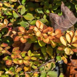 Location: Hidden Lake Gardens, Tipton, Michigan
Date: 2020-10-31
Even in autumn this barberry shades more toward yellows and orang