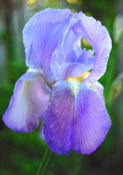 Photo of Species Iris (Iris pallida) uploaded by Calif_Sue