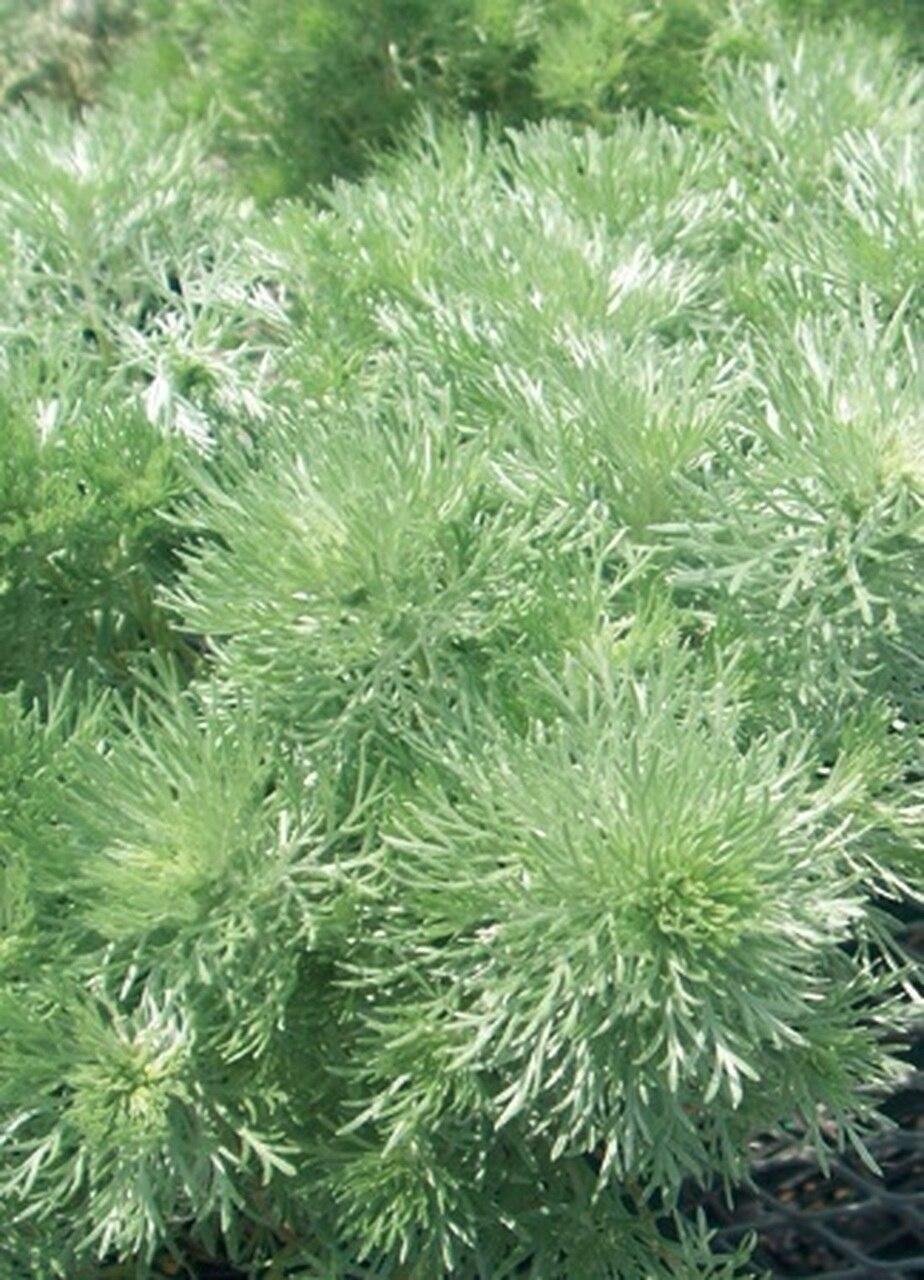 Photo of Silvermound Artemisia (Artemisia schmidtiana 'Silver Mound') uploaded by Joy
