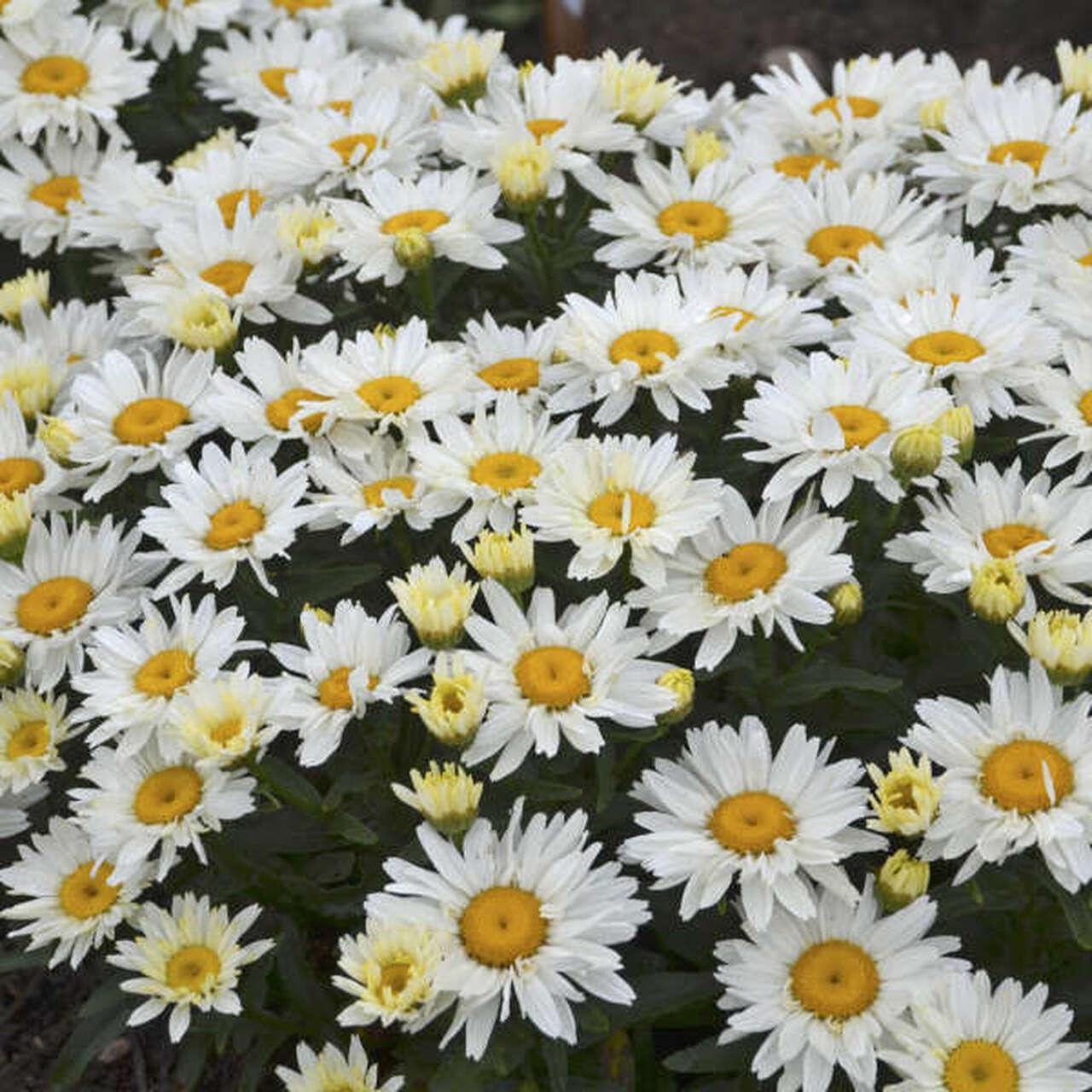 Photo of Shasta Daisy (Leucanthemum x superbum 'Cream Puff') uploaded by Joy