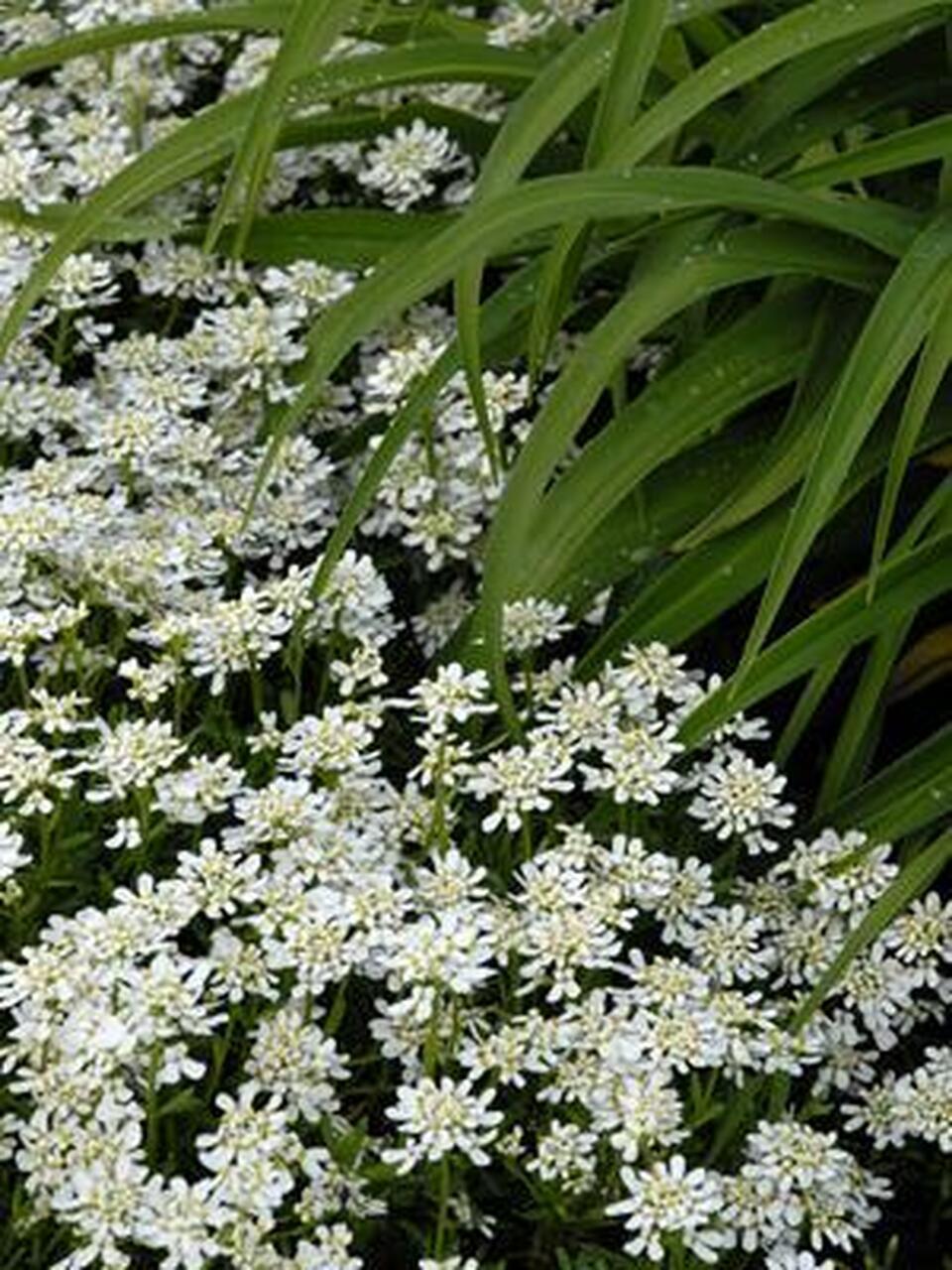 Photo of Evergreen Candytuft (Iberis sempervirens Snow Cone™) uploaded by Joy