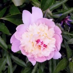 Location: Ann Arbor, Michigan
Date: 2020-06-04
Pale pink and white peony