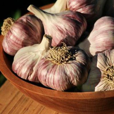 Photo of Garlic (Allium sativum 'Chesnok Red') uploaded by Joy