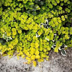 Location: Ann Arbor, Michigan
Date: 2019-06-09
Creeping Jenny's lime green loveliness, Michigan