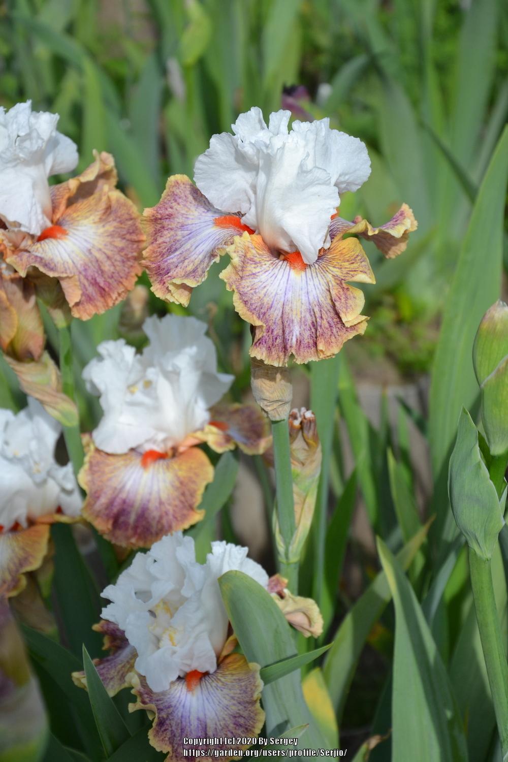 Photo of Tall Bearded Iris (Iris 'Colours of the Wind') uploaded by Serjio