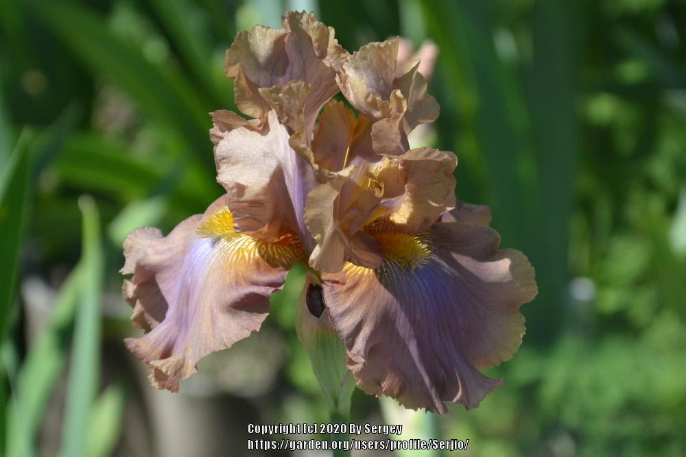 Photo of Tall Bearded Iris (Iris 'Downtown Brown') uploaded by Serjio