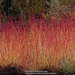Location: RHS Harlow Carr, Yorkshire, UK
Date: 2020-03-08
