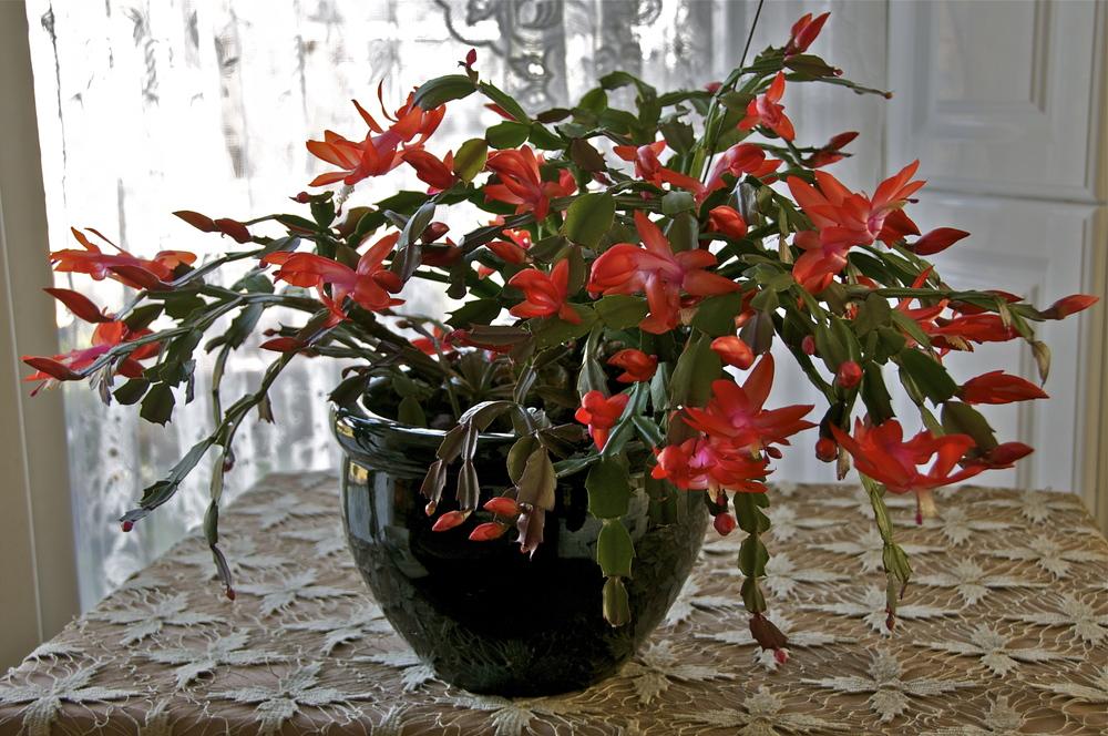 Photo of Christmas Cactus (Schlumbergera truncata) uploaded by Fleur569