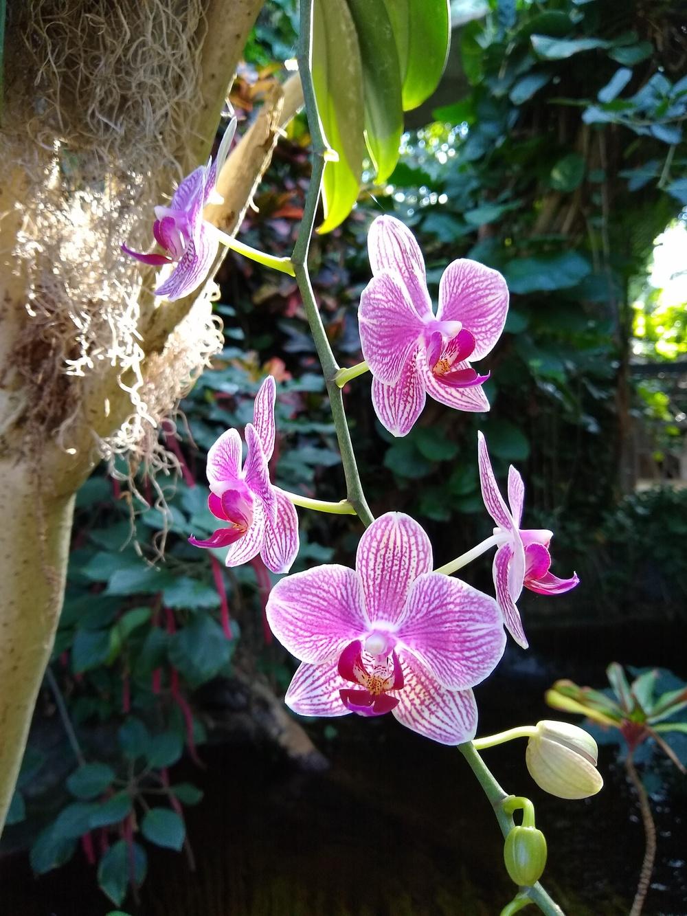 Photo of Moth Orchid (Phalaenopsis) uploaded by christinereid54