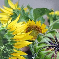 Location: in my friend's garden in Oklahoma City
Date: 09-22-2015
Sunflowers (Helianthus annuus)