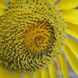 Location: in my garden in Oklahoma City
Date: 07-07-2018
Sunflowers (Helianthus annuus)