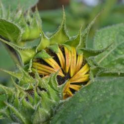 Location: in my garden in Oklahoma City
Date: 08-13-2017
Sunflowers (Helianthus annuus)