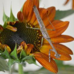 Location: in my garden in Oklahoma City
Date: 09-01-2017
Sunflowers (Helianthus annuus)