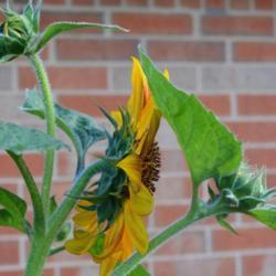 Location: in my garden in Oklahoma City
Date: 08-16-2017
Sunflowers (Helianthus annuus)