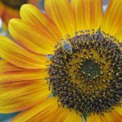 Location: in my garden in Oklahoma City
Date: 09-01-2017
Sunflowers (Helianthus annuus)