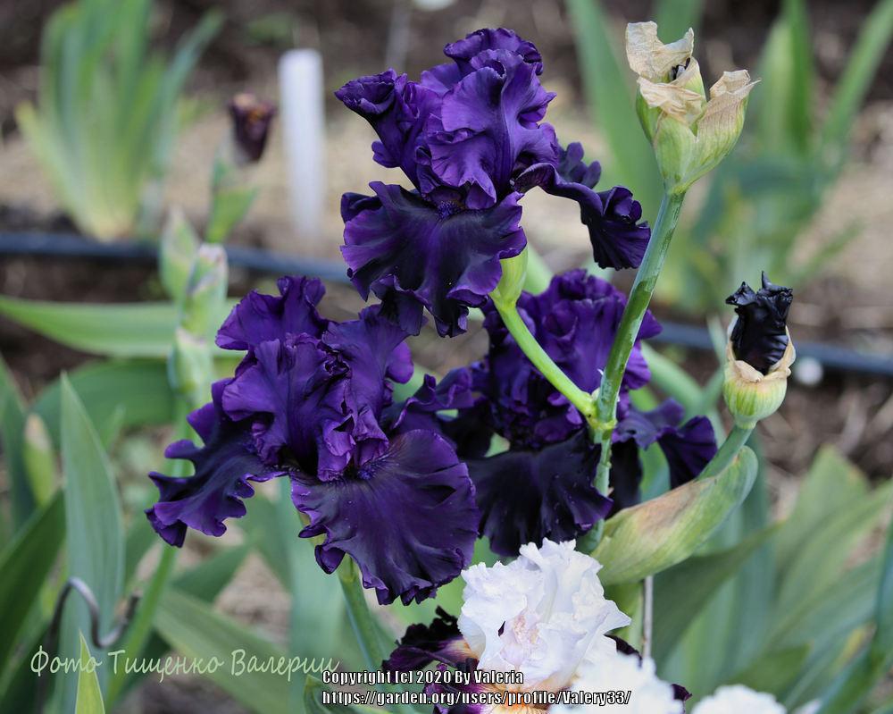 Photo of Tall Bearded Iris (Iris 'Adriatic Noble') uploaded by Valery33