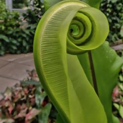 Location: Conservatory, Hidden Lake Gardens, Michigan
Date: 2018-08-17
Asplenium nidus - It was only in researching this plant that I le