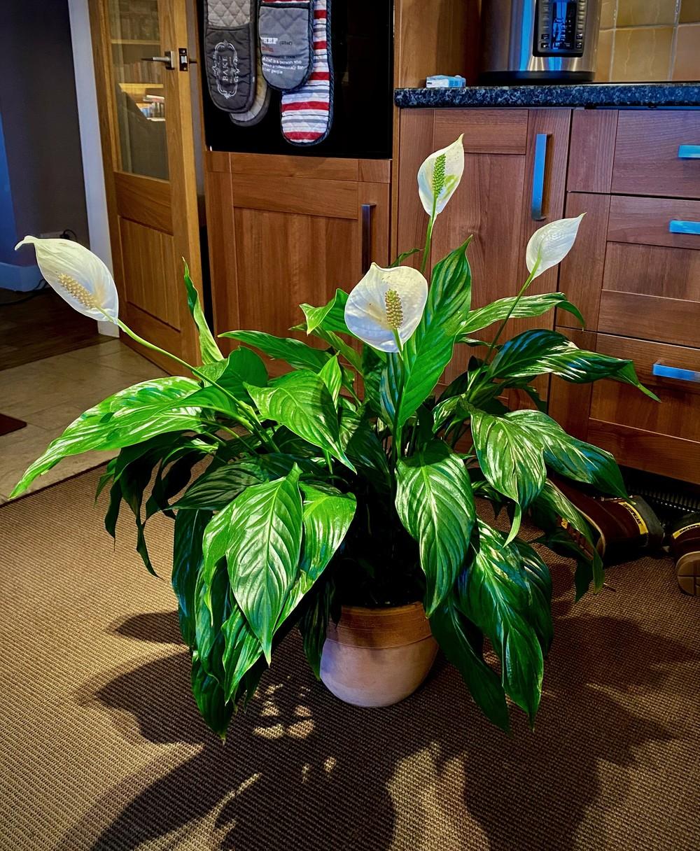 Photo of Peace Lilies (Spathiphyllum) uploaded by ketsui73