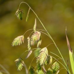 Location: Matthaei Botanical Gardens, Ann Arbor
Date: 2018-08-30
Poaceae:  Chasmanthium latifolium, Northern or inland sea oats, a
