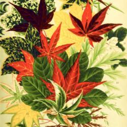 
Date: c. 1909
illustration of various Maple leaves from the 1909 catalog, Yokoh