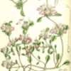 illustration by J. N. Fitch from 'Curtis's Botanical Magazine', 1