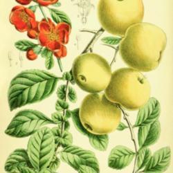 
Date: c. 1884
illustration by J. N. Fitch of Chaenomeles japonica as Pyrus maul