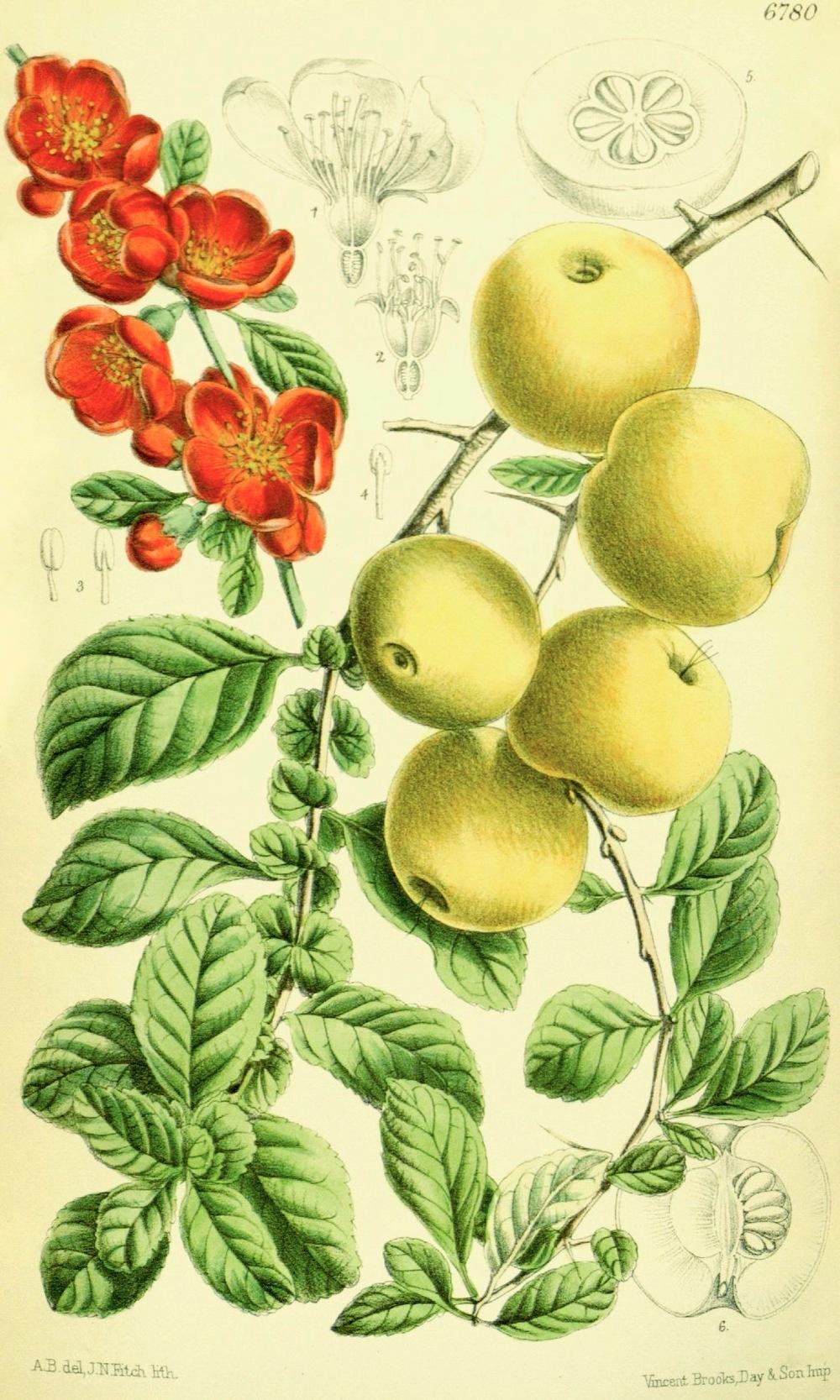 Photo of Flowering Quince (Chaenomeles japonica) uploaded by scvirginia
