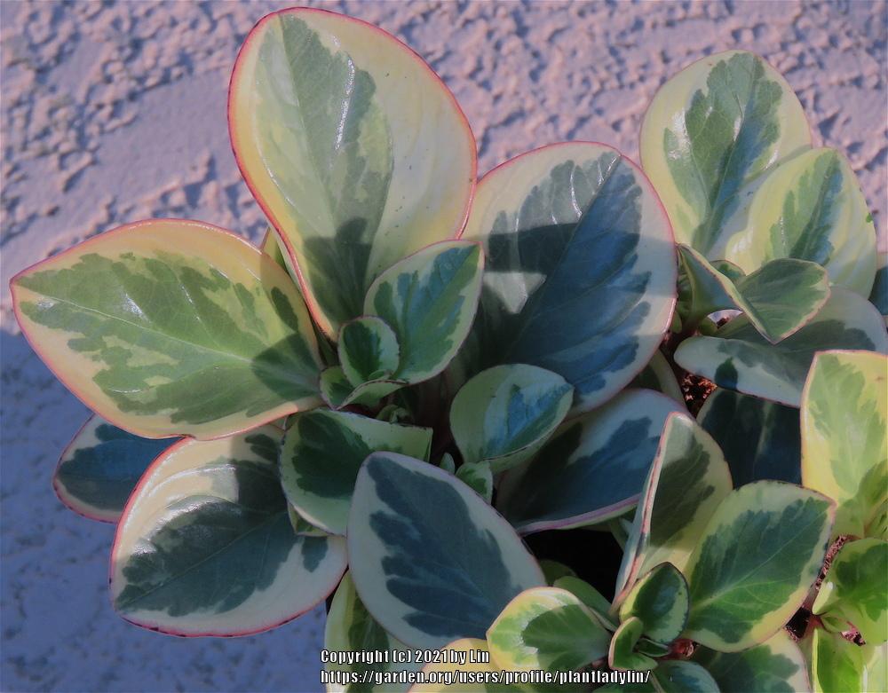 Photo of Baby Rubber Plant (Peperomia obtusifolia 'Variegata') uploaded by plantladylin