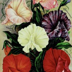 
Date: c. 1912
illustration of 6 Spencer Sweet Peas from the 1912 catalog, Burpe
