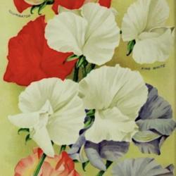 
Date: c. 1914
illustration of 4 Spencer Sweet Peas from the 1914 catalog, Burpe
