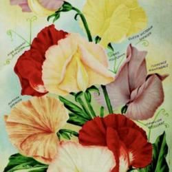 
Date: c. 1914
illustration of 8 Spencer Sweet Peas from the 1914 catalog, Burpe