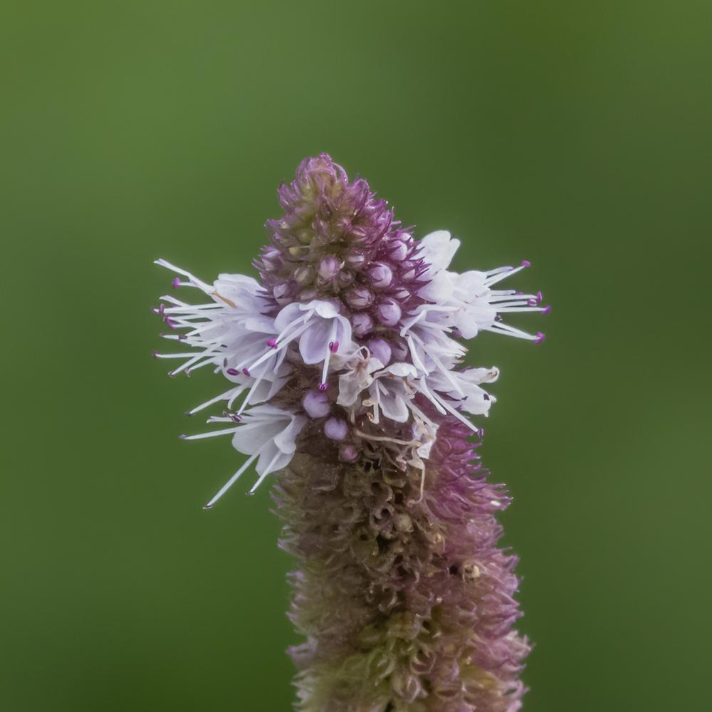 Photo of Spearmint (Mentha spicata) uploaded by arctangent