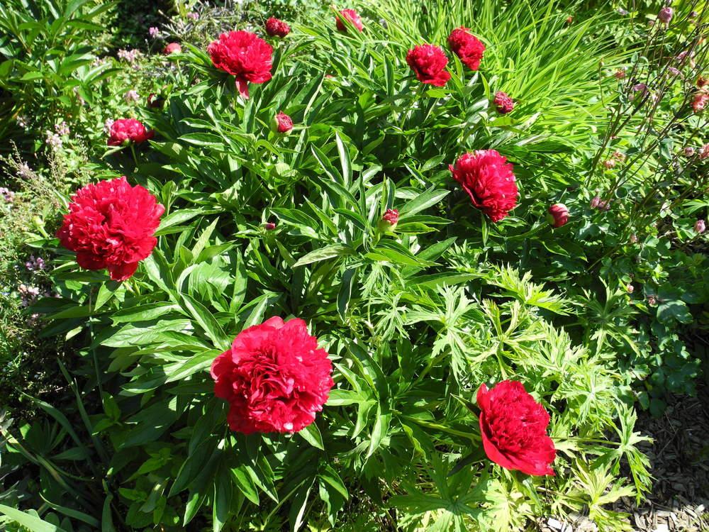 Photo of Garden Peony (Paeonia 'Eliza Lundy') uploaded by Vals_Garden