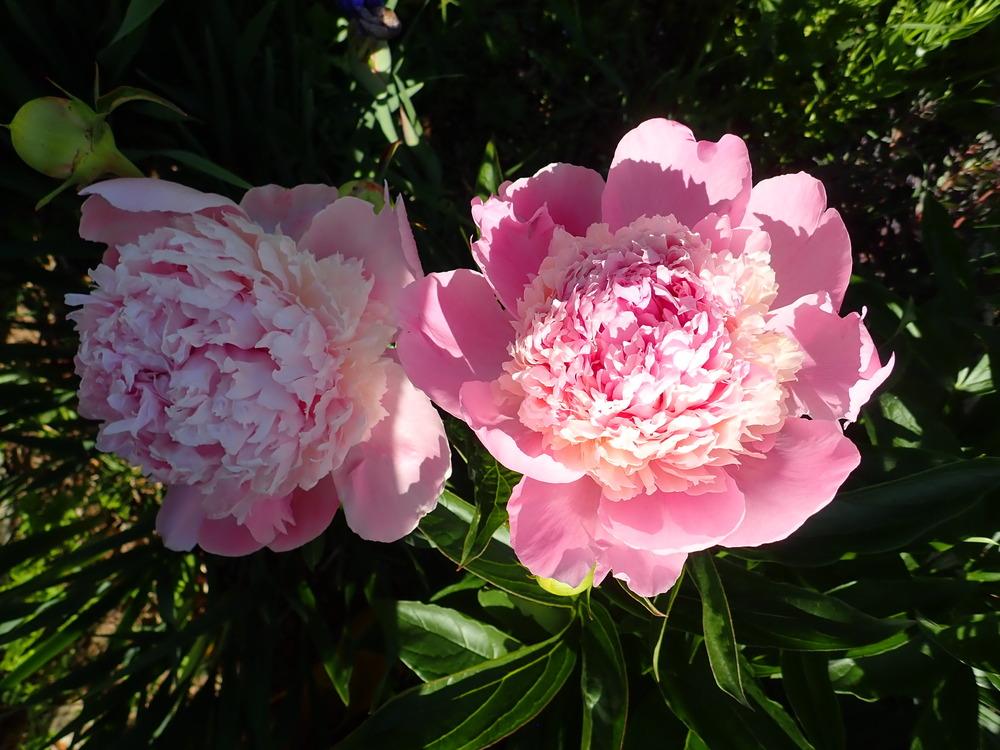 Photo of Peony (Paeonia lactiflora 'Whopper') uploaded by Vals_Garden