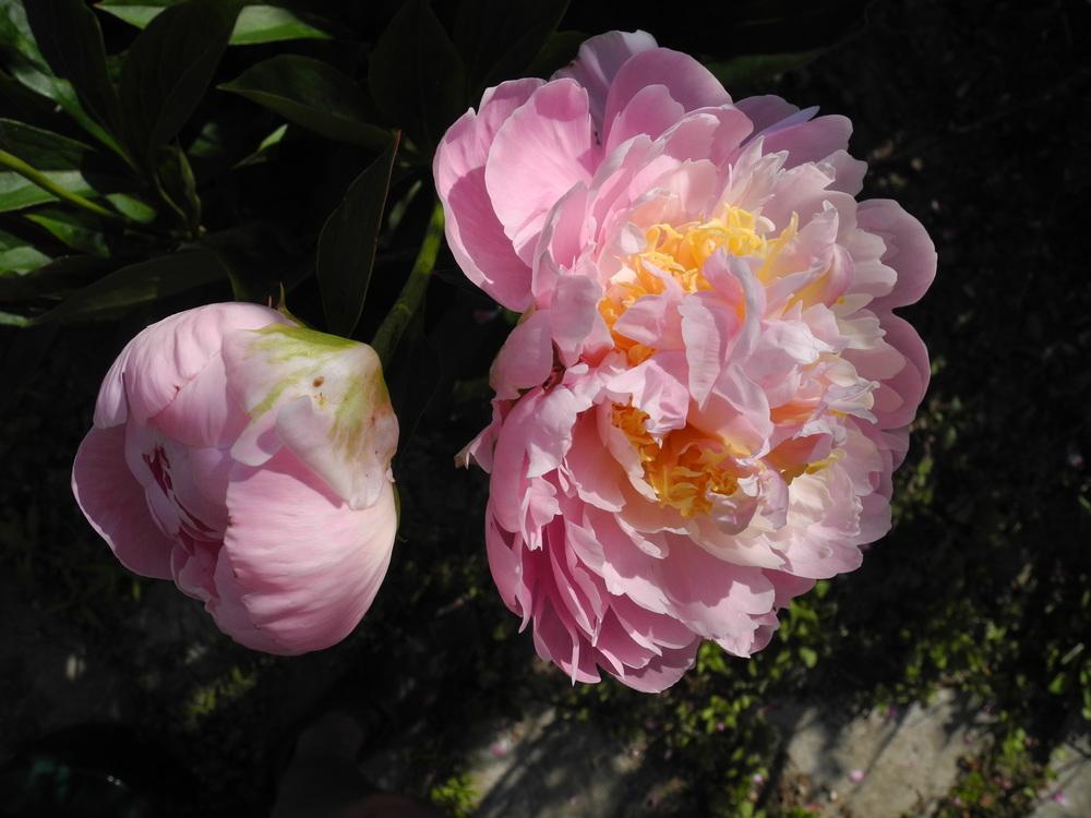 Photo of Peony (Paeonia lactiflora 'Golly') uploaded by Vals_Garden