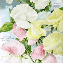 
Date: c. 1907
illustration by A. Lunzer of 3 new Spencer Sweet Peas from the 19