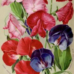
Date: c.1908
illustration by A. Lunzer of 3 new Sweet Peas from the 1908 catal