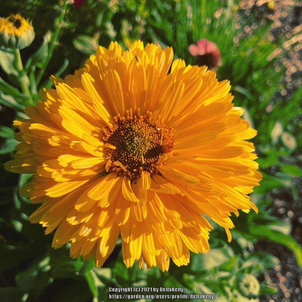 Photo of Pot Marigold (Calendula officinalis) uploaded by BellaKelly