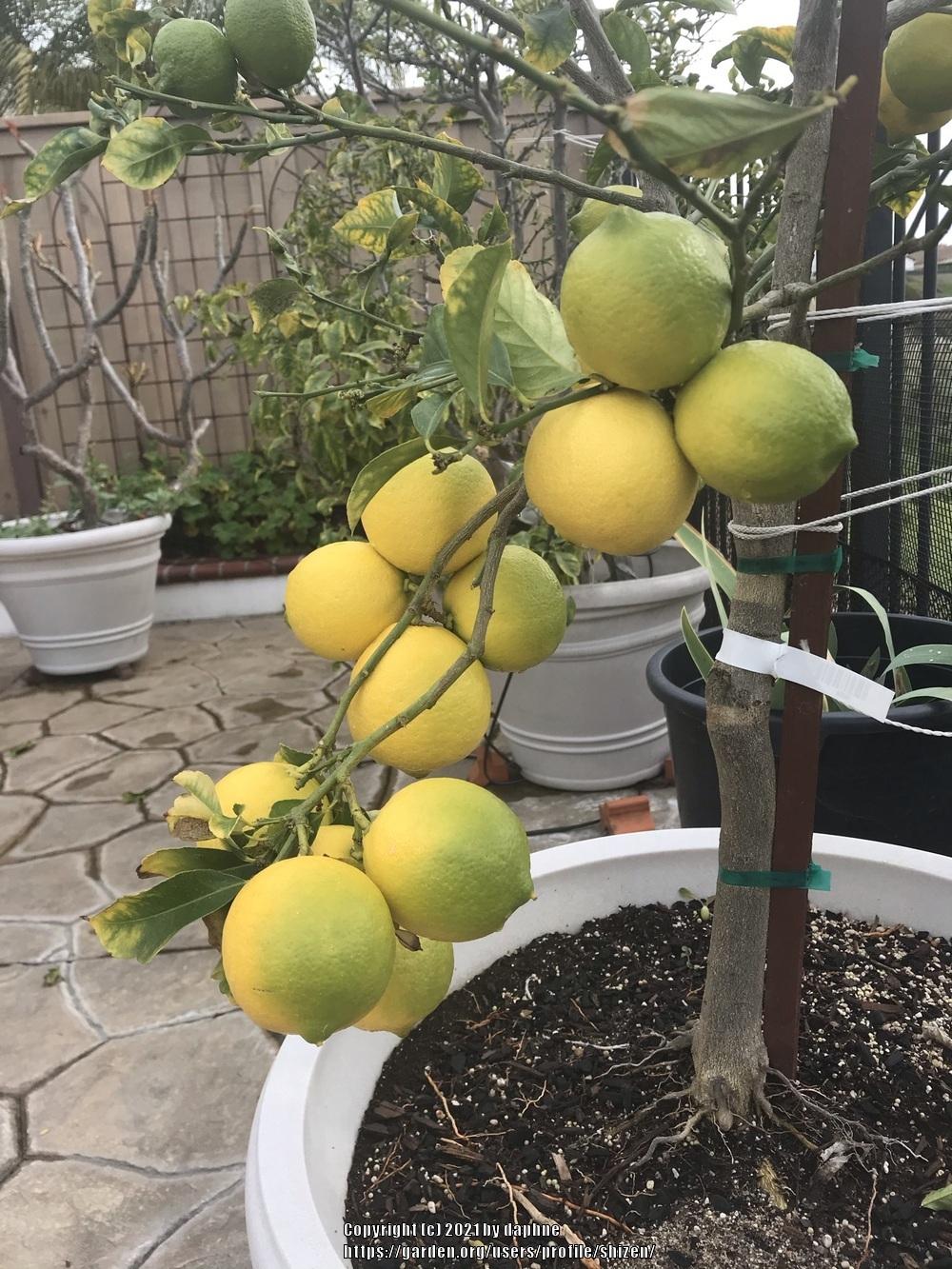 Photo of Lemon Tree (Citrus x limon 'Eureka') uploaded by shizen