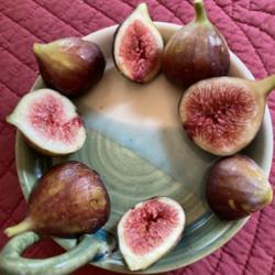 Location: Vienna Va. 
Date: 2020-08-26
ripe brown turkey figs, table seving