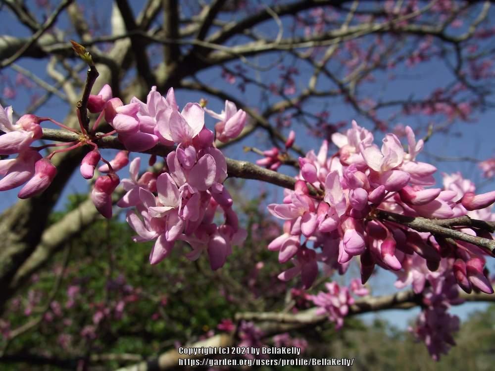 Photo of Eastern Redbud (Cercis canadensis) uploaded by BellaKelly