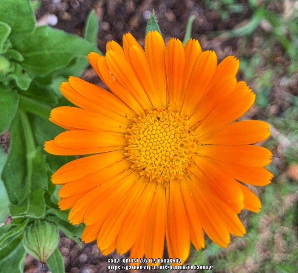 Photo of Pot Marigold (Calendula officinalis) uploaded by BellaKelly