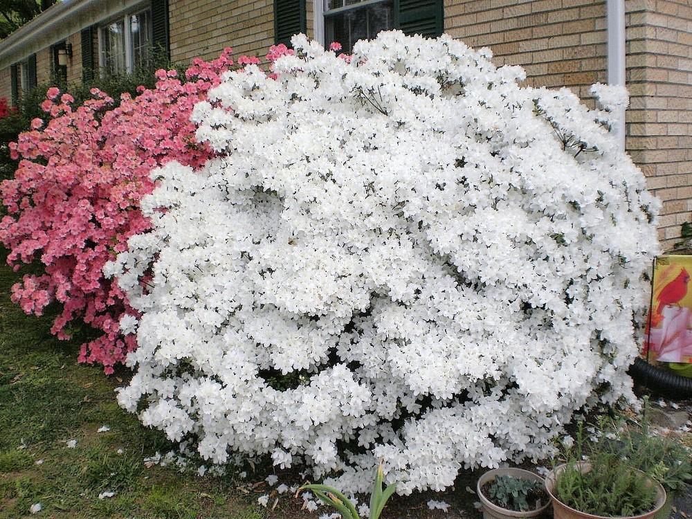 Photo of Evergreen Azalea (Rhododendron 'Delaware Valley White') uploaded by SongofJoy