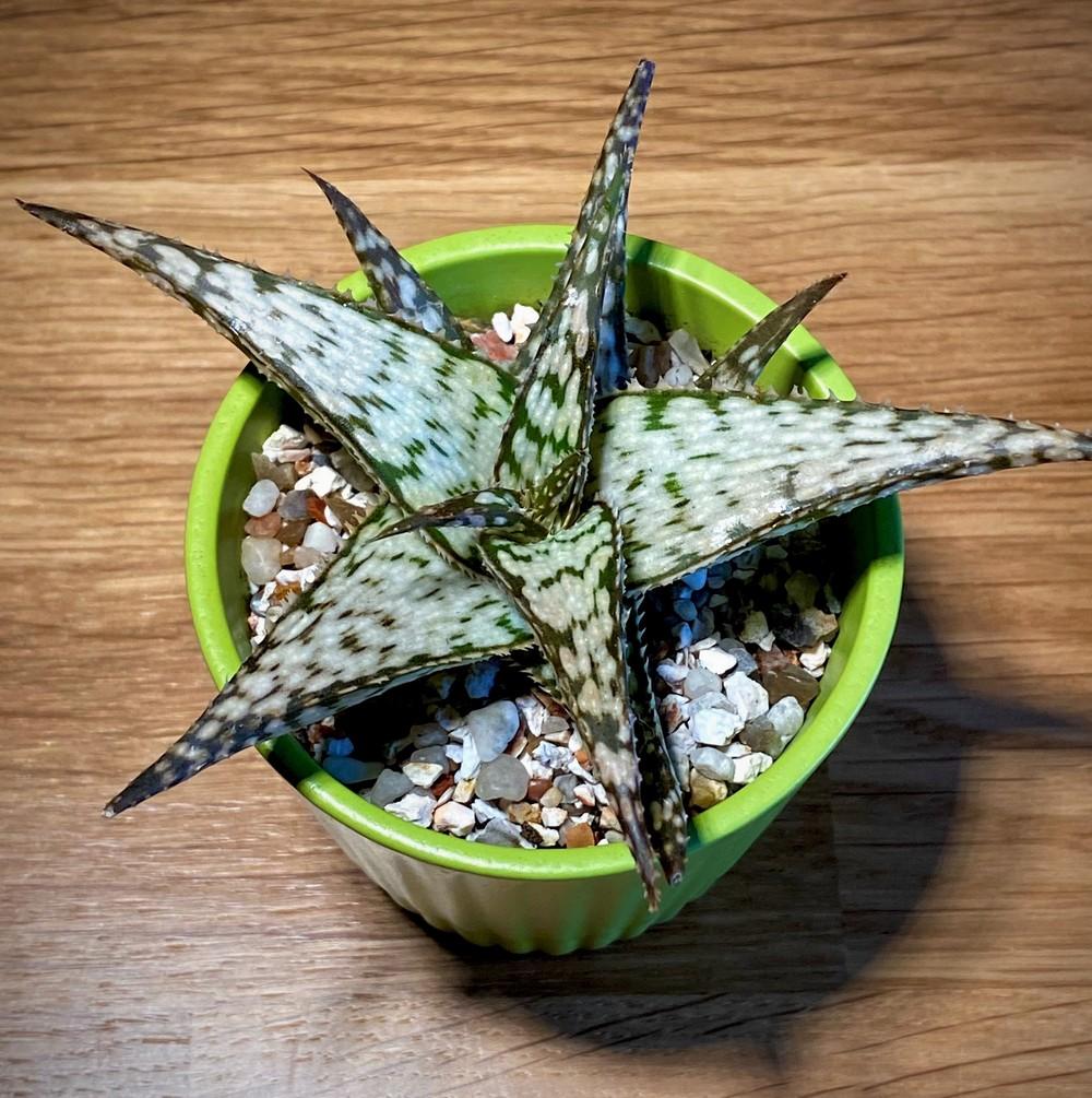 Photo of Aloes (Aloe) uploaded by ketsui73