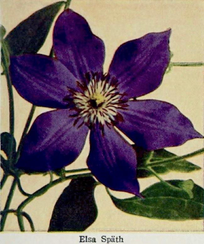 Photo of Clematis 'Elsa Spath' uploaded by scvirginia