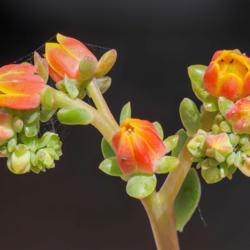 Location: Baja California
Date: 2021-02-23
Aphids are a common pest on Echeveria flowers