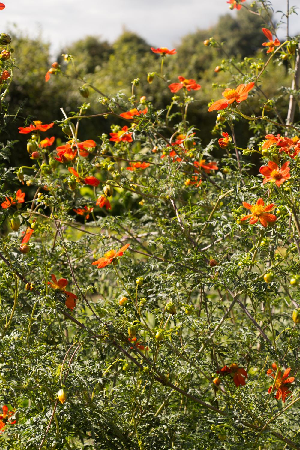 Photo of Scarlet-flowered Dahlia (Dahlia coccinea var. palmeri) uploaded by Vals_Garden